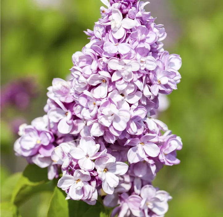 Garten-Flieder Garten-Flieder