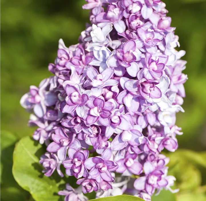 Garten-Flieder Garten-Flieder