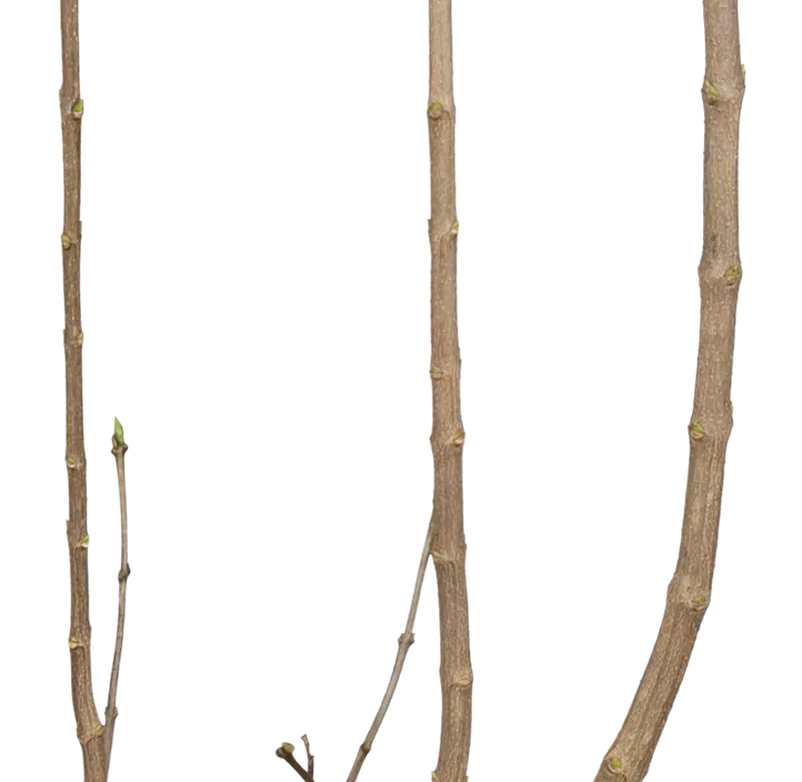 Edelflieder 'Nadeshda'