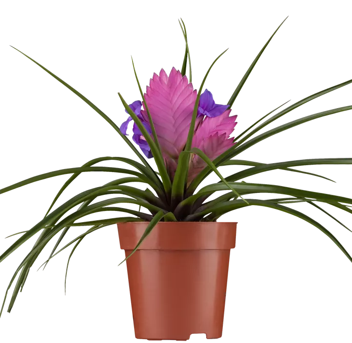 Tillandsie Tillandsie