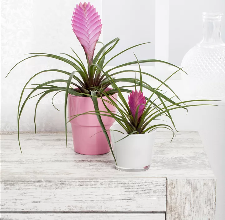 Tillandsie Tillandsie