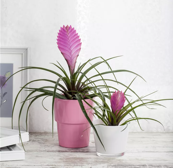 Tillandsie Tillandsie