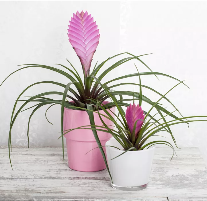 Tillandsie Tillandsie