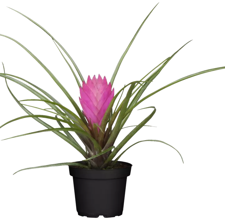 Tillandsie Tillandsie