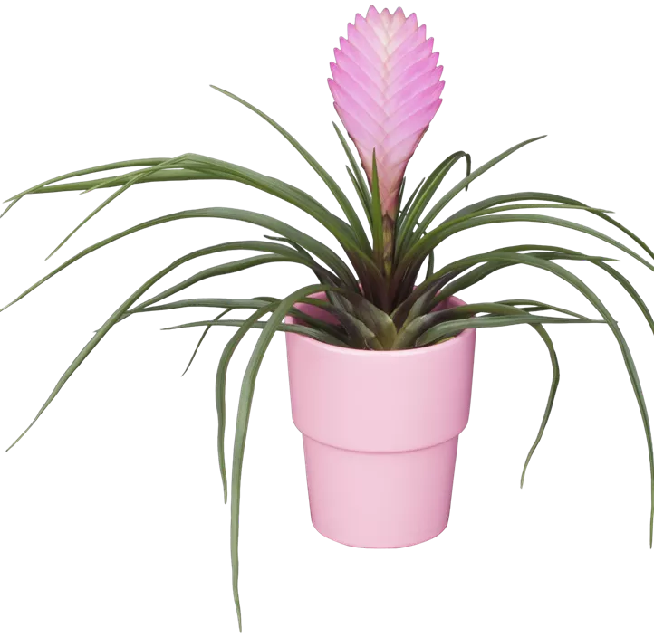 Tillandsie Tillandsie