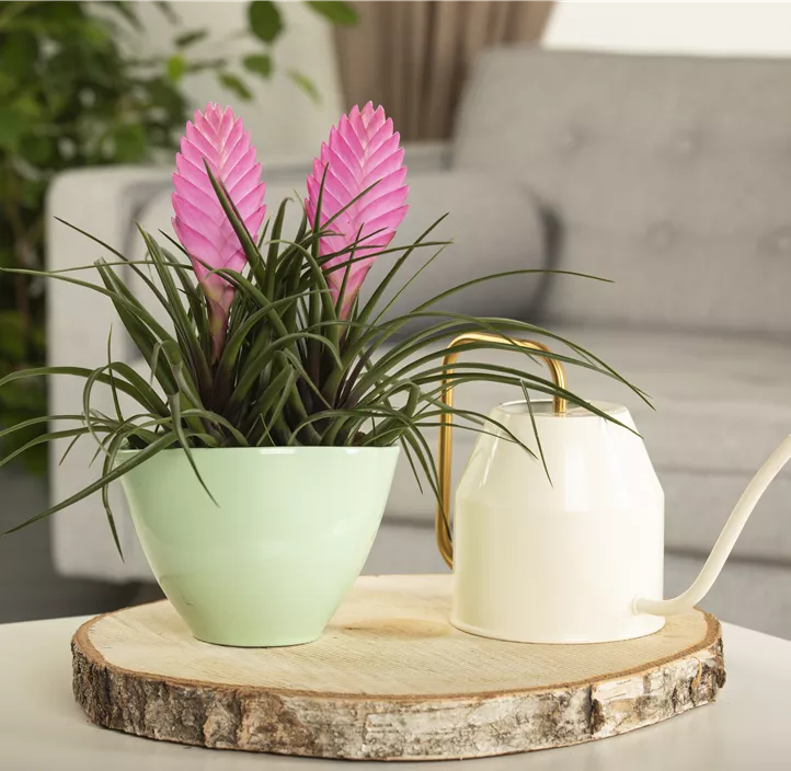 Tillandsie Tillandsie