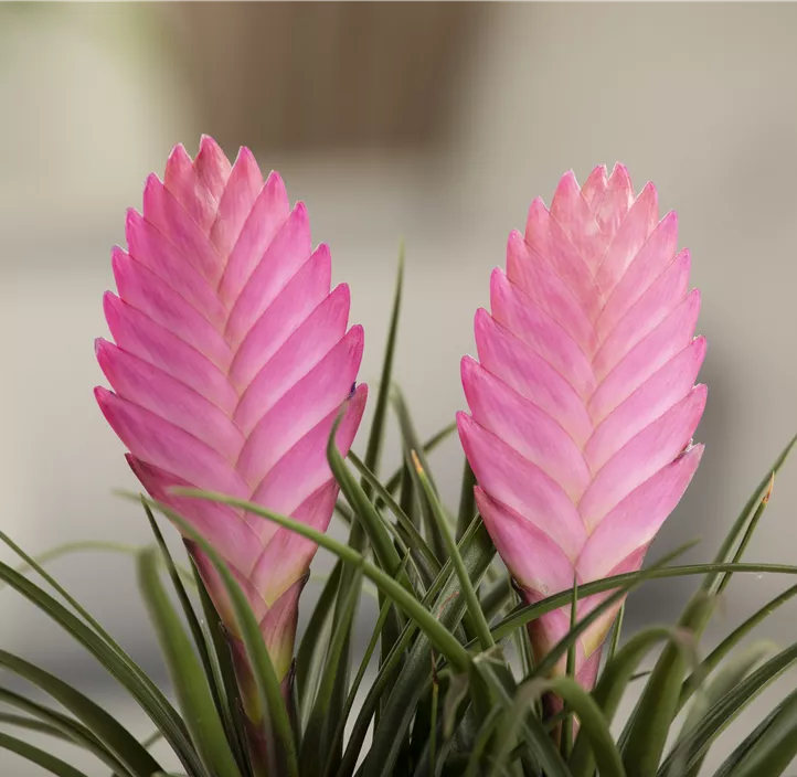 Tillandsie Tillandsie