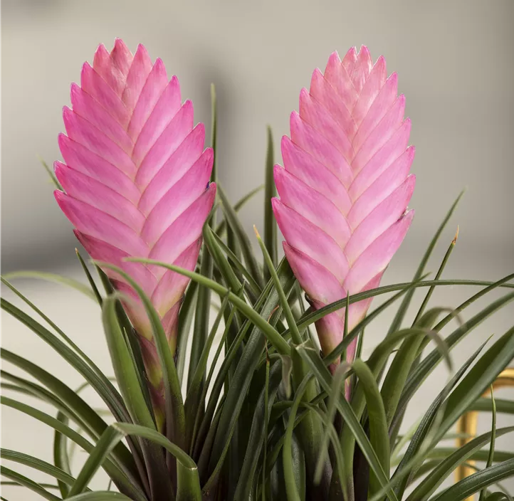 Tillandsie Tillandsie