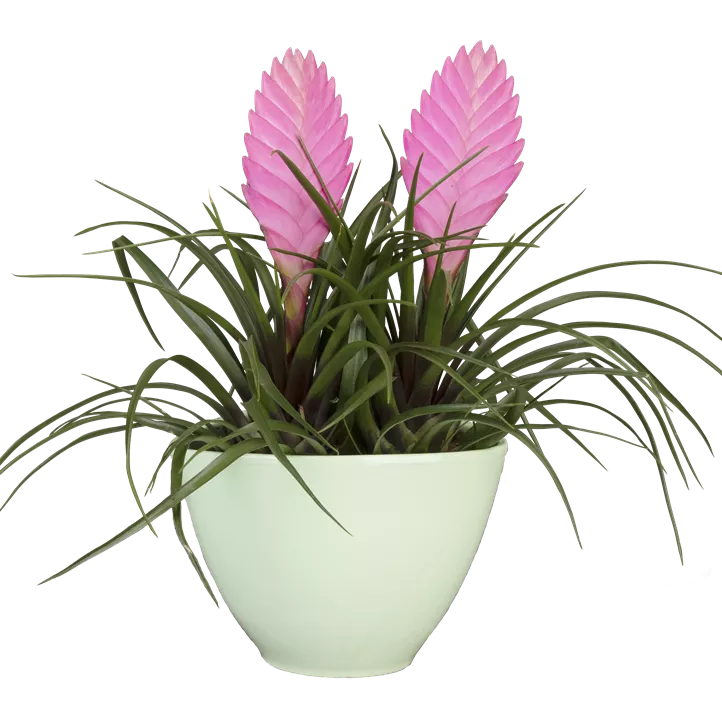 Tillandsie Tillandsie