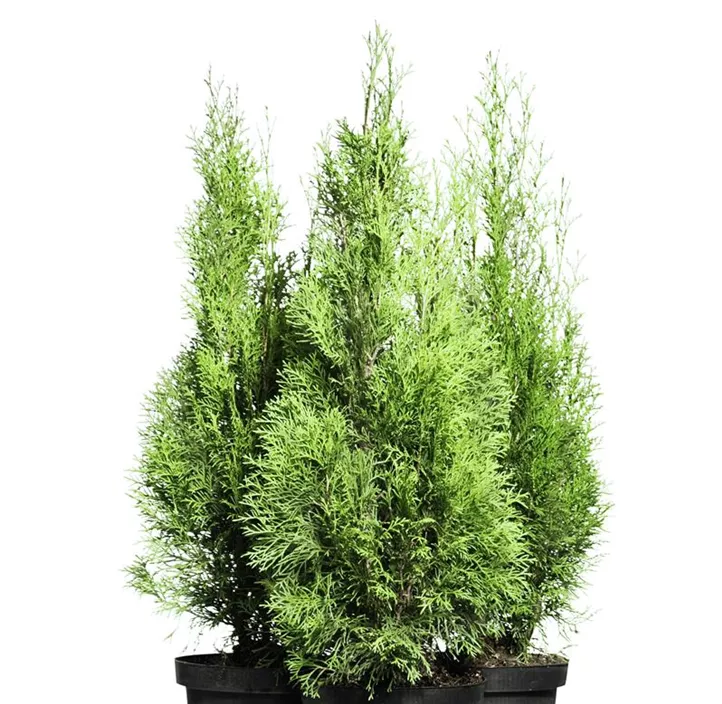 Zwerglebensbaum 'Maks'