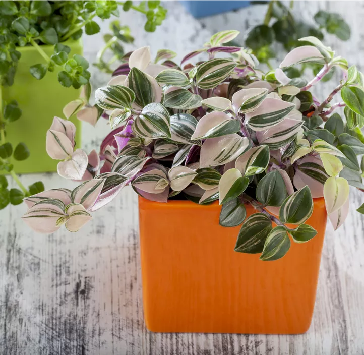 Dreimasterblume 'Nanouk' Dreimasterblume 'Nanouk'