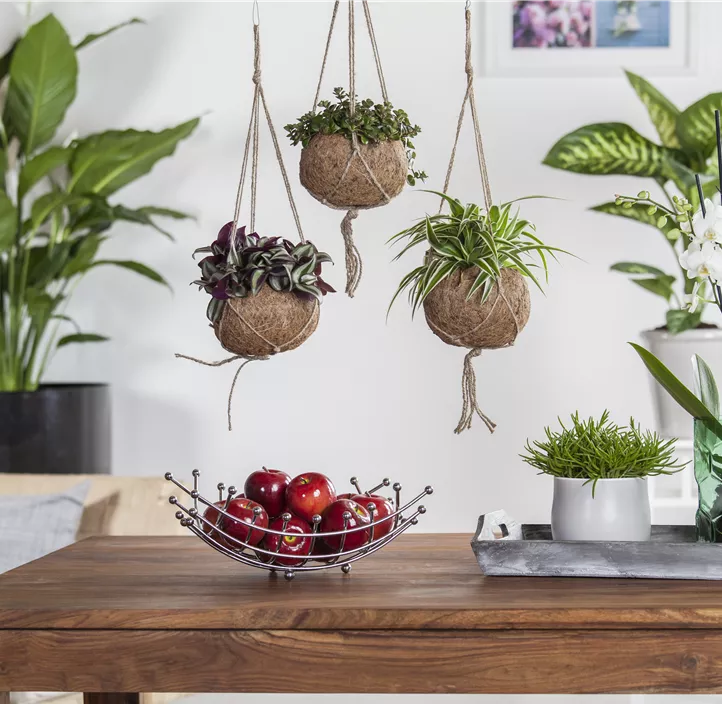 Silber-Dreimasterblume Silber-Dreimasterblume