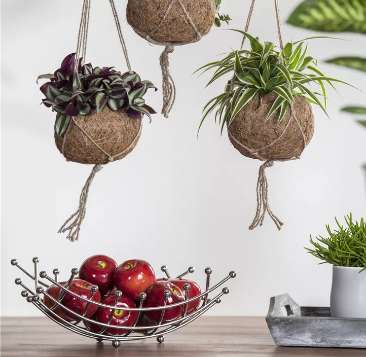 Silber-Dreimasterblume Silber-Dreimasterblume