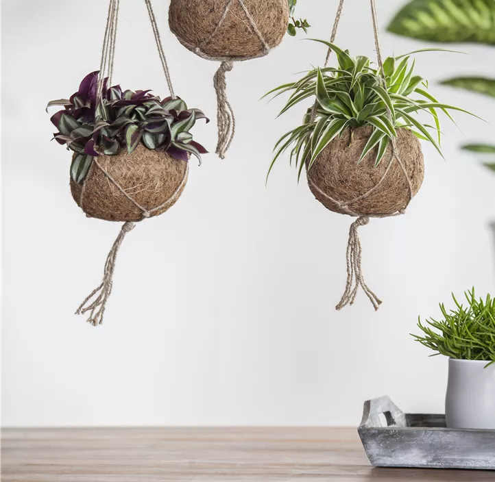 Silber-Dreimasterblume Silber-Dreimasterblume