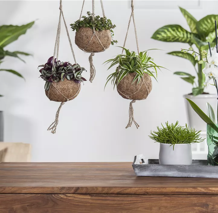 Silber-Dreimasterblume Silber-Dreimasterblume