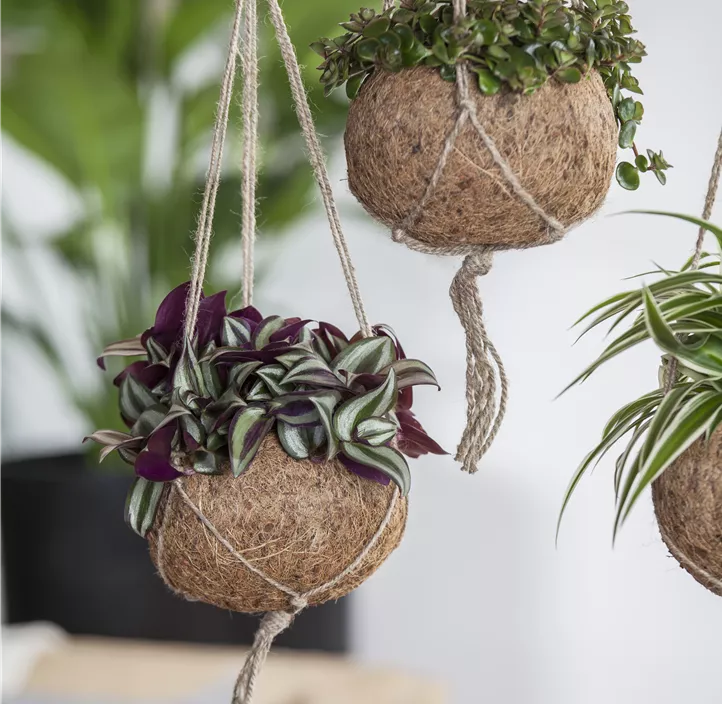 Silber-Dreimasterblume Silber-Dreimasterblume