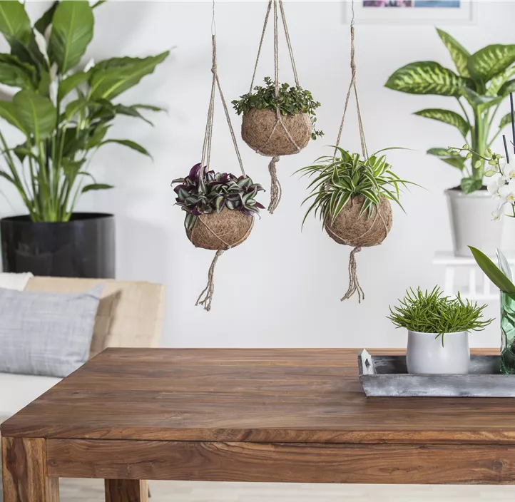 Silber-Dreimasterblume Silber-Dreimasterblume