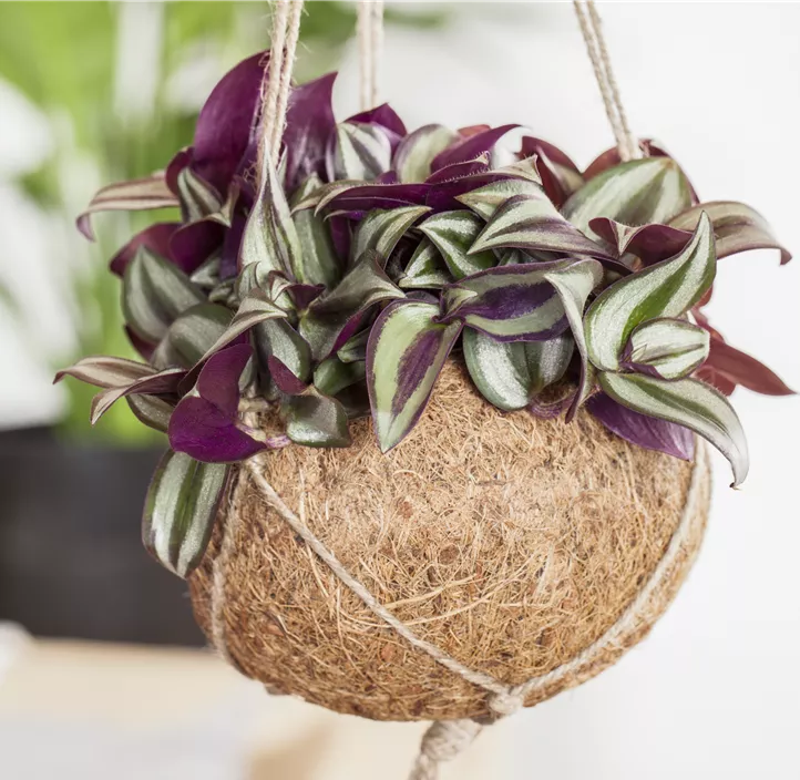 Silber-Dreimasterblume Silber-Dreimasterblume