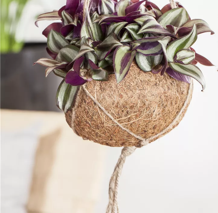 Silber-Dreimasterblume Silber-Dreimasterblume