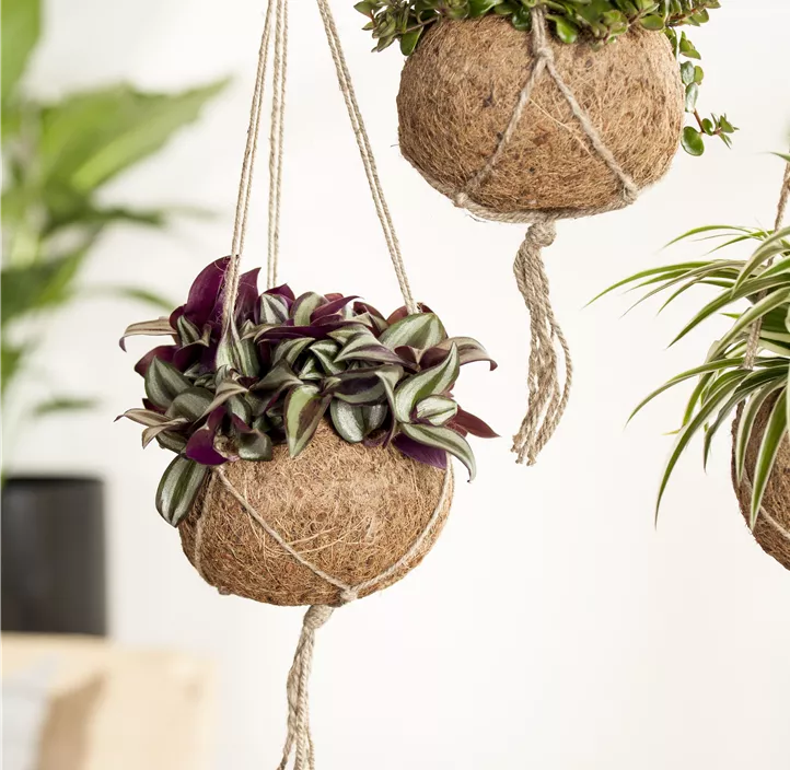 Silber-Dreimasterblume Silber-Dreimasterblume