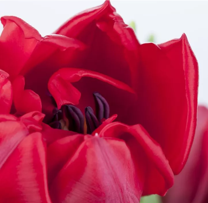 Tulpe einfache Mischung