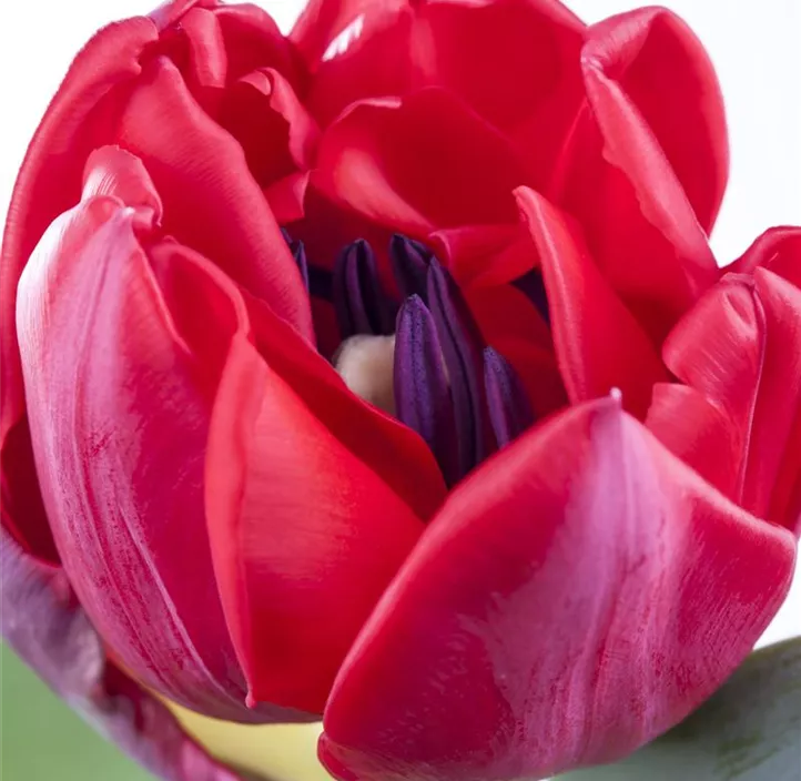 Tulpe einfache Mischung