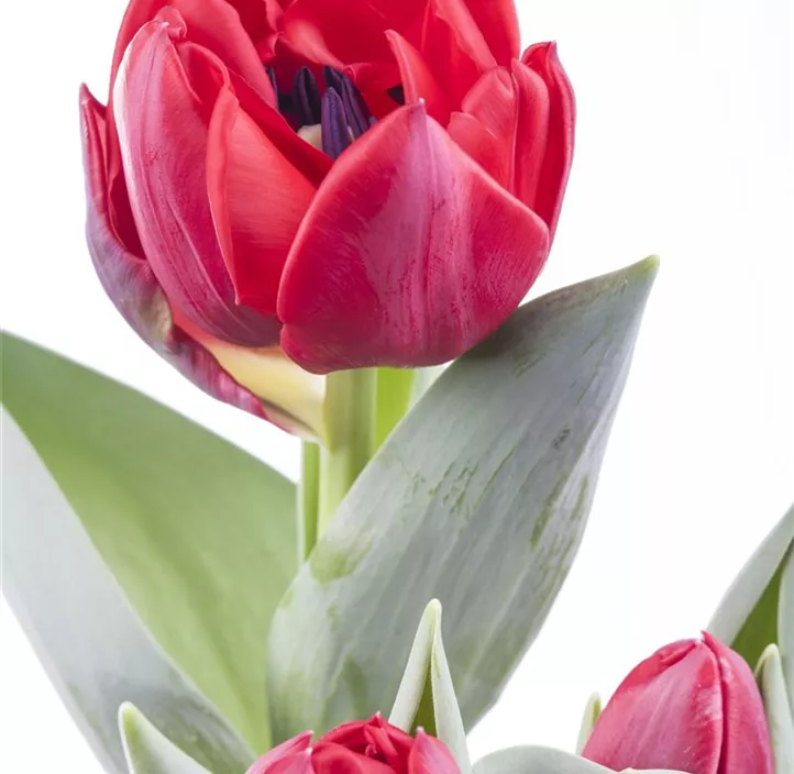 Tulpe einfache Mischung