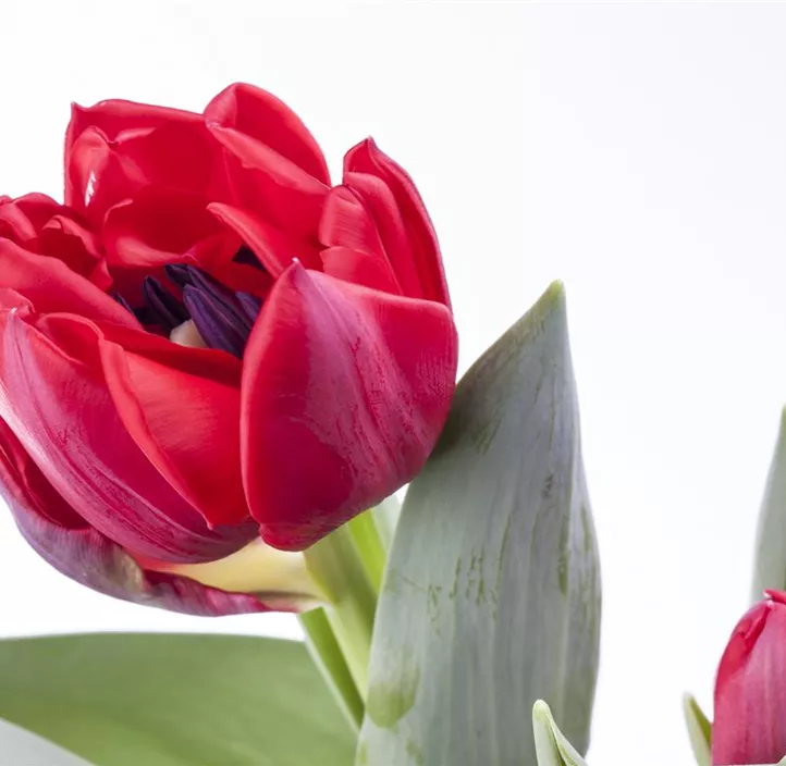 Tulpe einfache Mischung