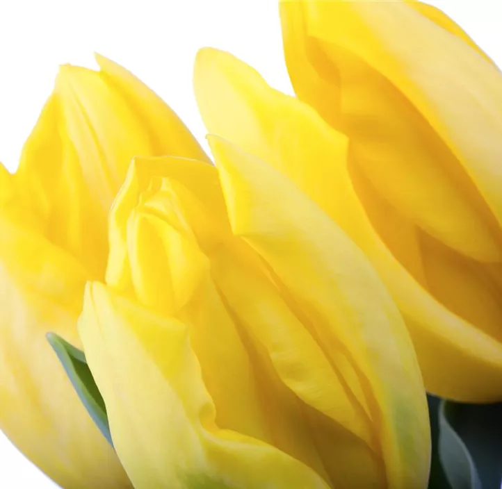 Tulpe einfache Mischung