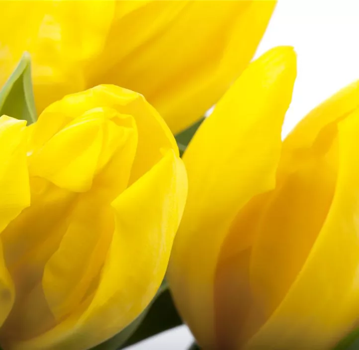 Tulpe einfache Mischung