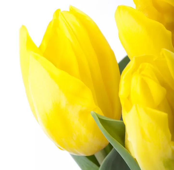 Tulpe einfache Mischung