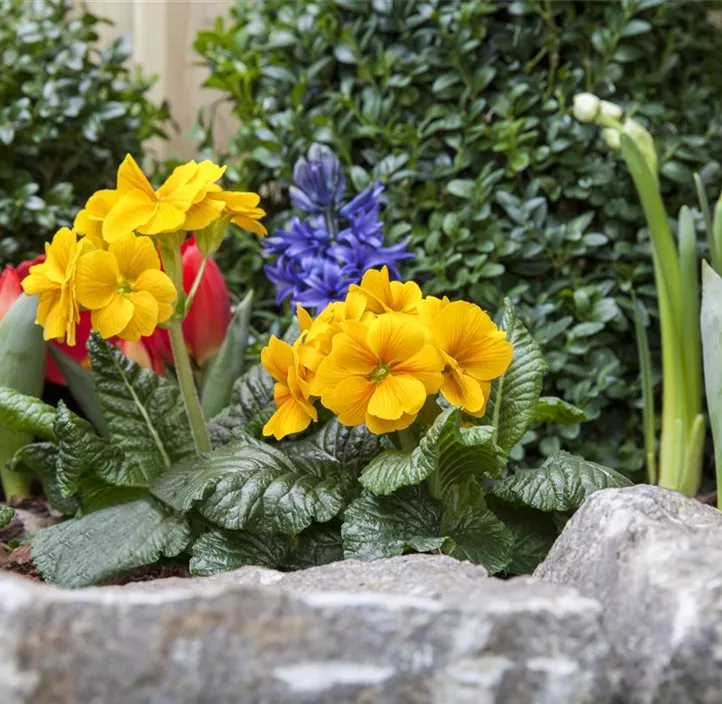 Tulpe einfache Mischung