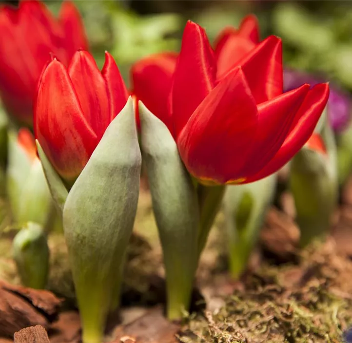 Tulpe einfache Mischung