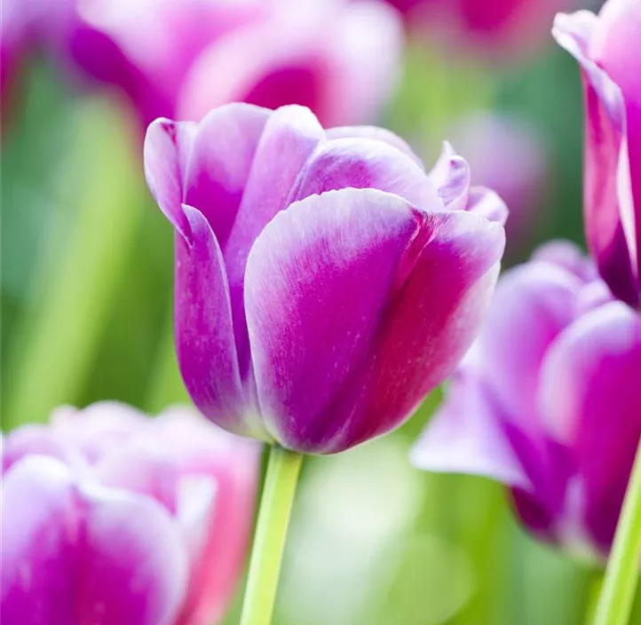 Tulpe einfache Mischung