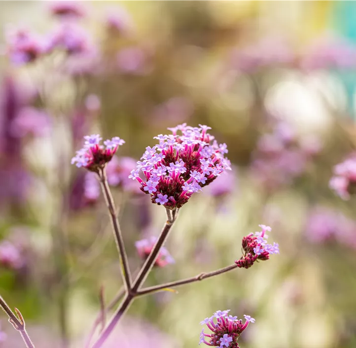 Eisenkraut 'Venosa Lilac' Eisenkraut 'Venosa Lilac'