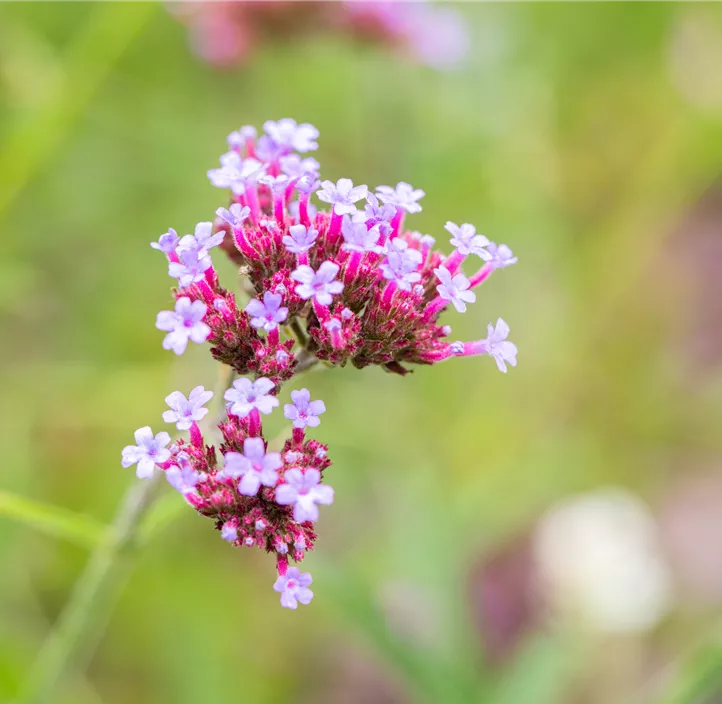 Eisenkraut 'Venosa Lilac' Eisenkraut 'Venosa Lilac'