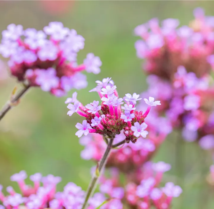 Eisenkraut 'Venosa Lilac' Eisenkraut 'Venosa Lilac'