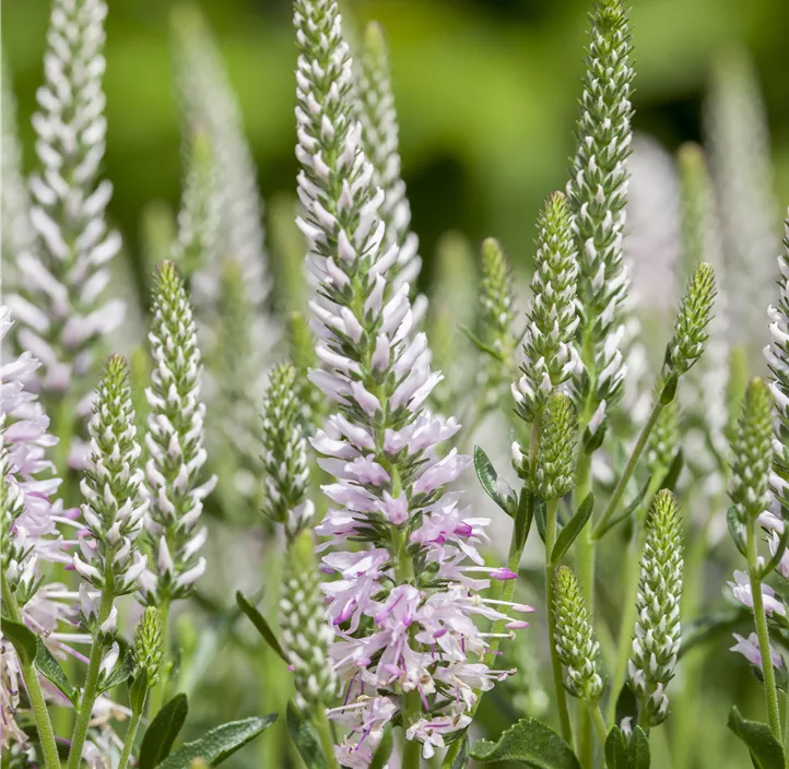 Scheinähriger Garten-Ehrenpreis 'Snow Candles'®