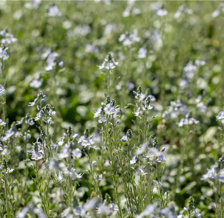 Enzianblättriger Ehrenpreis 'Tissington White'