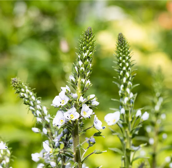 Enzianblättriger Ehrenpreis 'Tissington White'