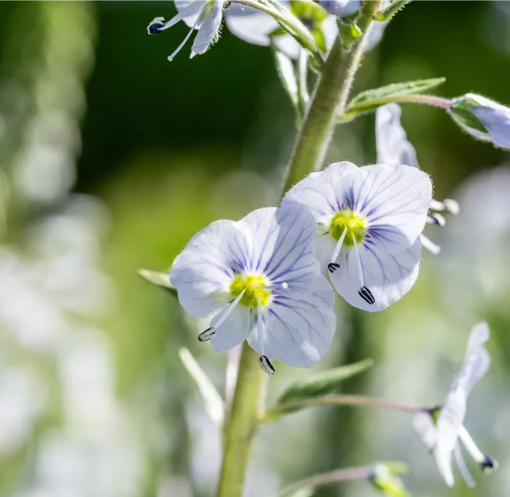 Enzianblättriger Ehrenpreis 'Tissington White'