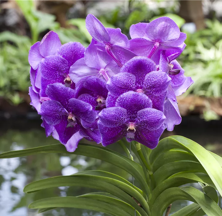 Vanda Vanda