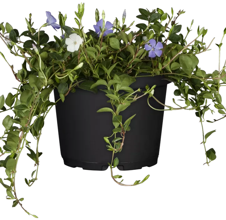 Immergrün Immergrün