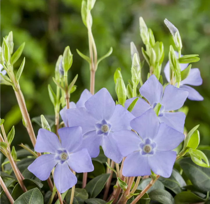 Immergrün Immergrün