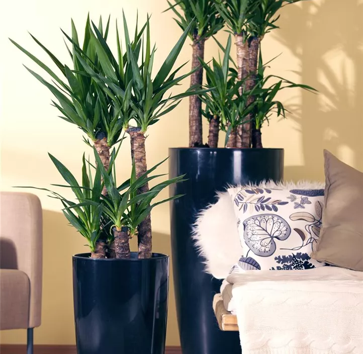 Riesen-Palmlilie Riesen-Palmlilie