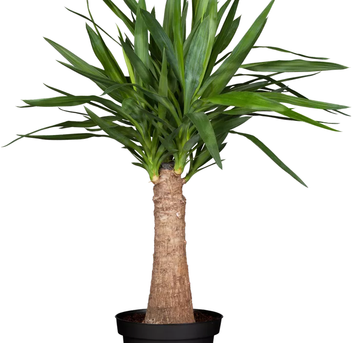 Riesen-Palmlilie Riesen-Palmlilie