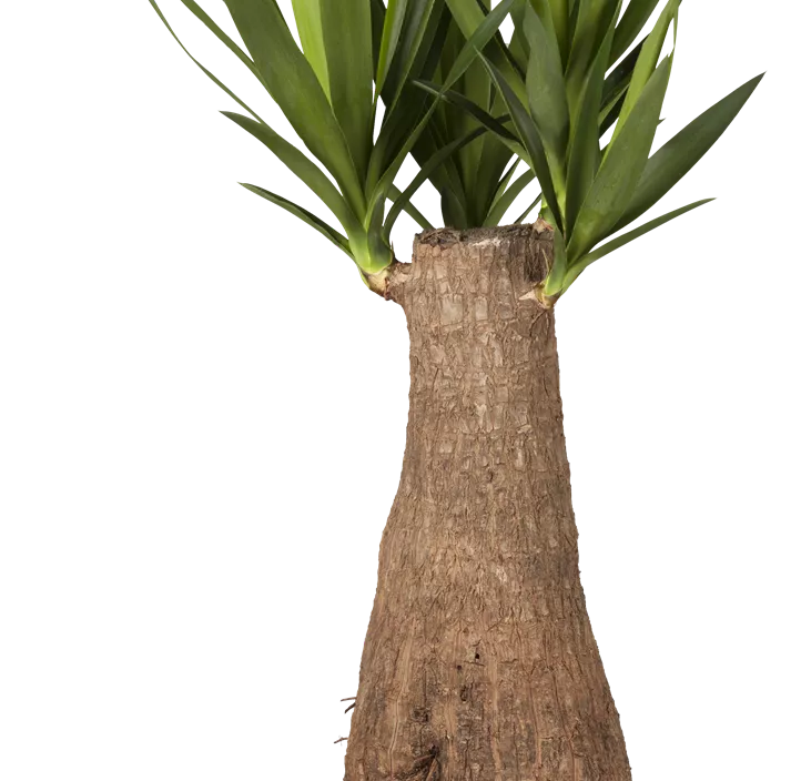 Riesen-Palmlilie Riesen-Palmlilie