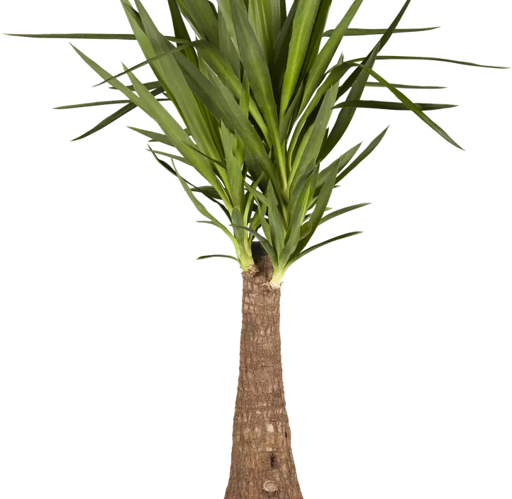 Riesen-Palmlilie Riesen-Palmlilie