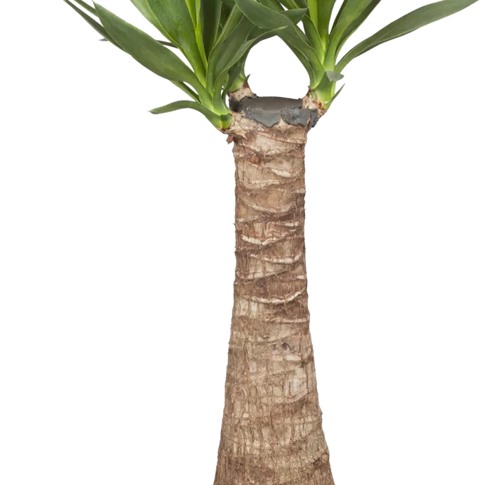 Riesen-Palmlilie Riesen-Palmlilie