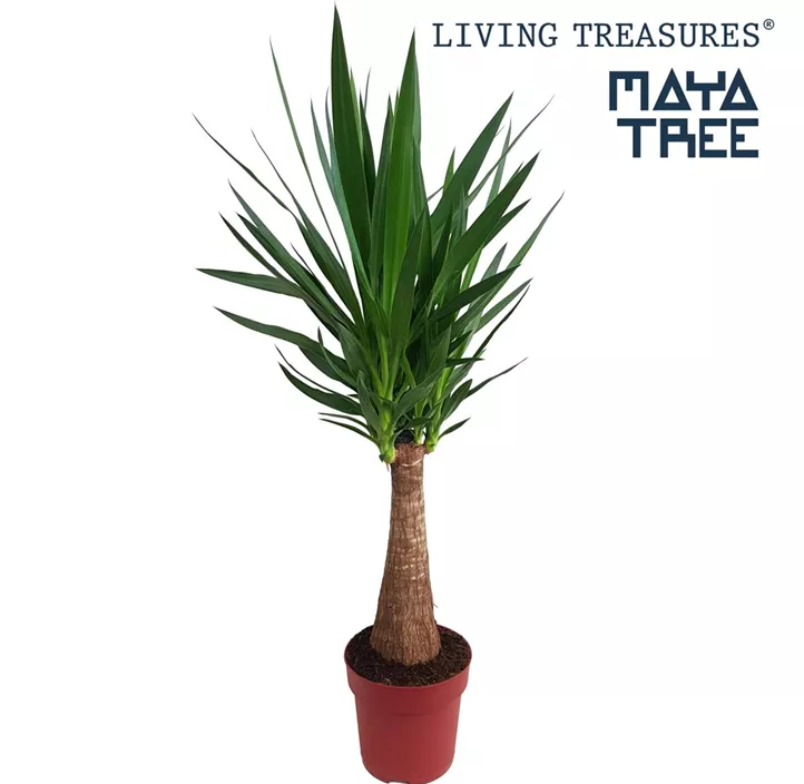 Palmlilie 'Maya Tree' Palmlilie 'Maya Tree'